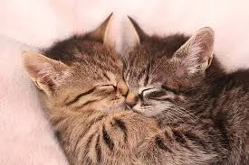 Got 2 cats