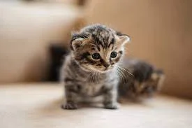Got one cat