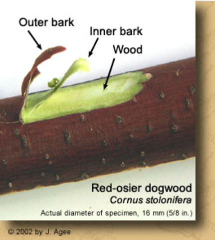 Men use bark as tobacco