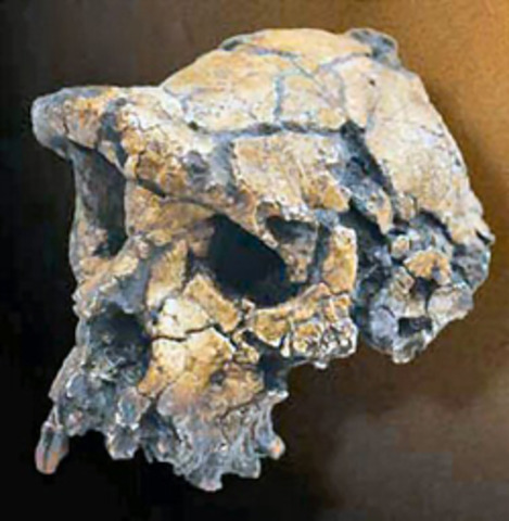 Sahelanthropus tchadensis  - 6/7 m.a.