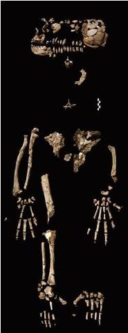 Ardipithecus kadabba  - 5.77/5.2 m.a.