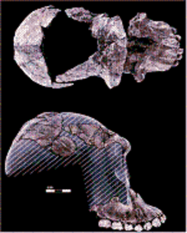 Australopithecus garhi  - 2.5 m.a.