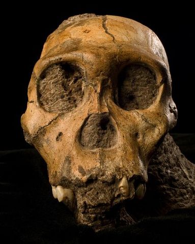 Australopithecus sediba  - 1.78/1.95 m.a.