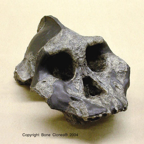 Paranthropus aethiopicus  - 2.6/2.2 m.a.