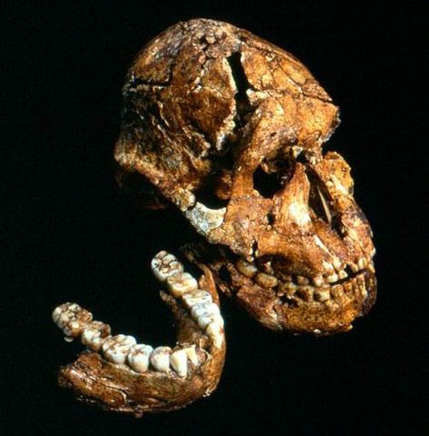 Paranthropus robustus  - 2/1.2 m.a.