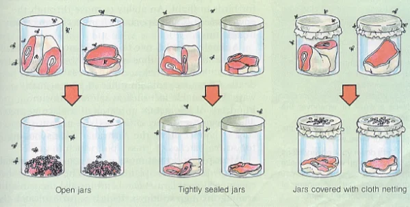 Francesco Redi Experiment