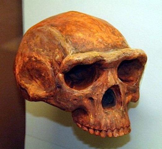 Homo erectus  - 1.8 m.a./300000 años