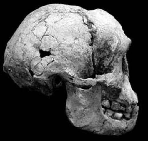 Homo floresiensis  - 74000 años