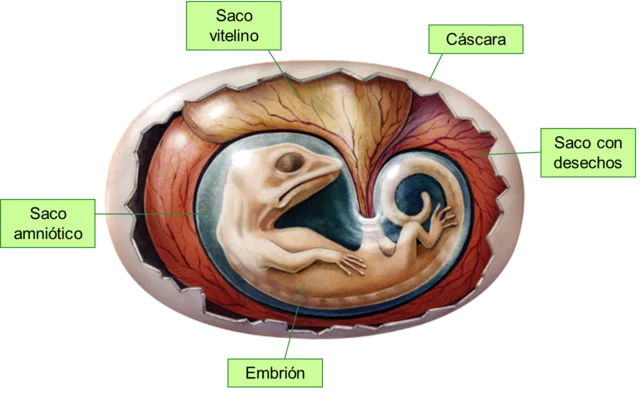 el huevo amniota
