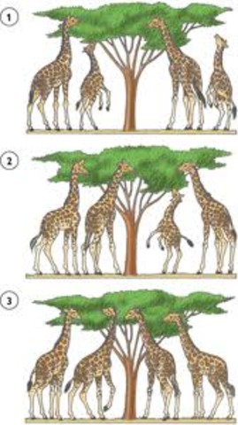 Teoría de selección natural