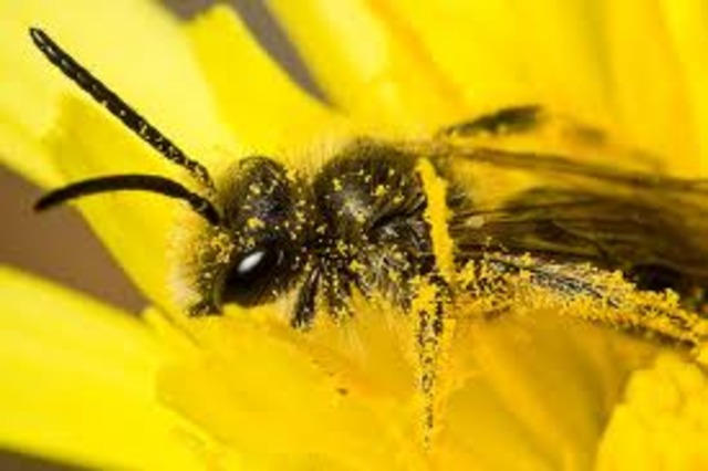 Últimos años de Darwin