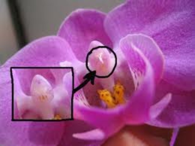 Fecundación de las orquídeas