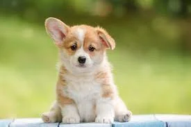 First Dog