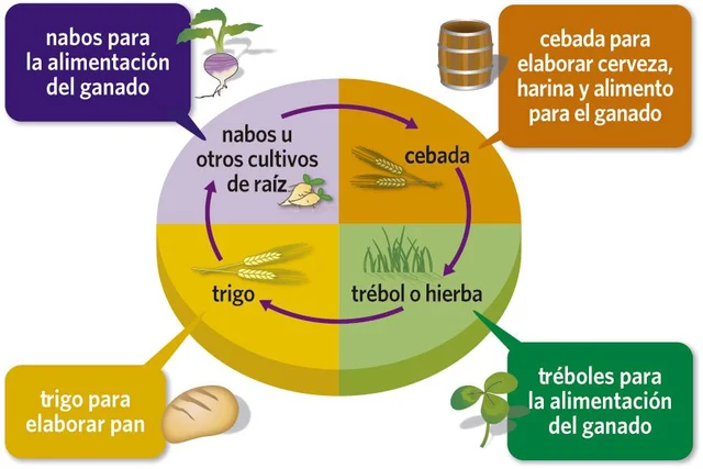 Sistema Norfolk