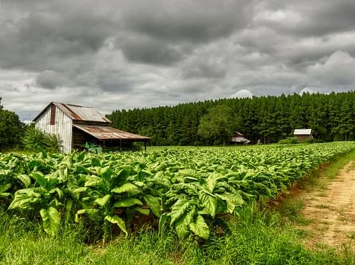 Tobacco Colonies