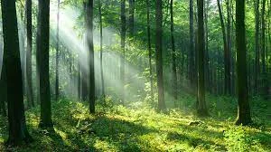 Nature- by Emmerson