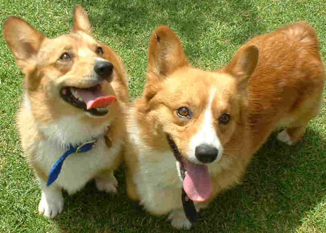 Get my two Corgis!