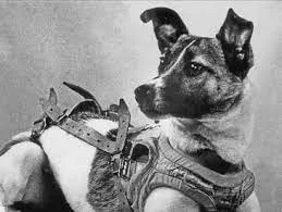 First animal in space by USSR