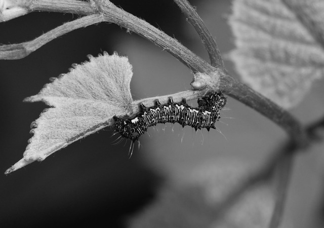 First Photography exhibition