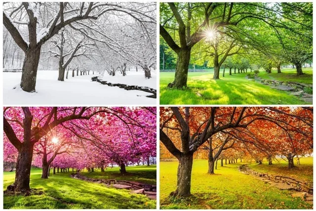 The four seasons