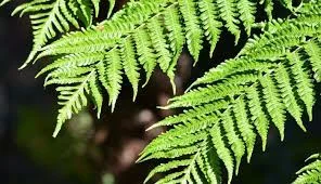 Desarrollo de las plantas vasculares y los primeros insectos.