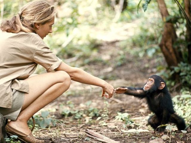 Jane Goodall Is Born