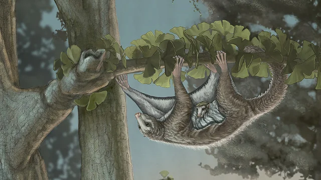 Desarrollo de los primeros mamíferos verdaderos