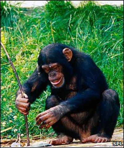 Chimp Discoveries