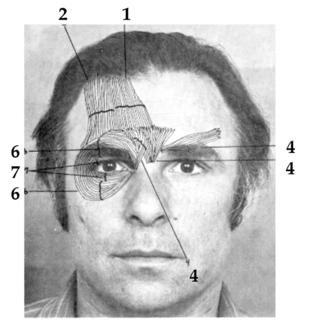 Facial Action Coding System