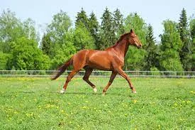 Horseback Riding