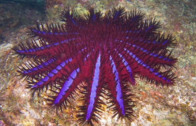 Crown-of-thorns starfish begins ravaging the Great Barrier Reef