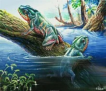Amphibian age