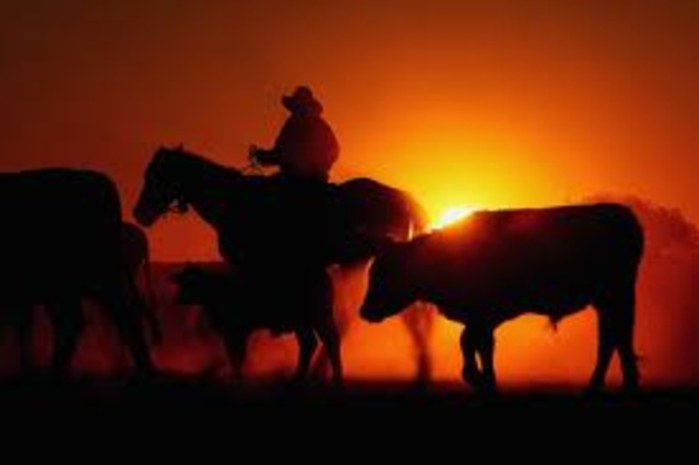 Cattle Drive