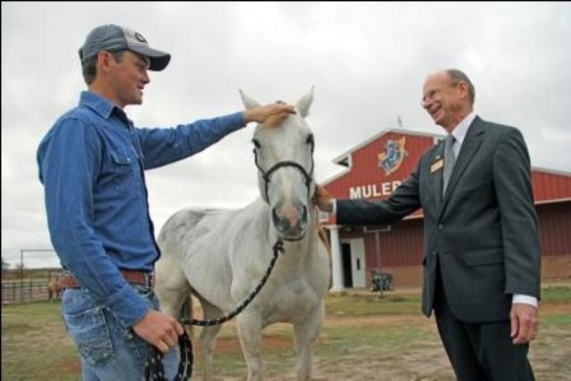 Four horses recovered