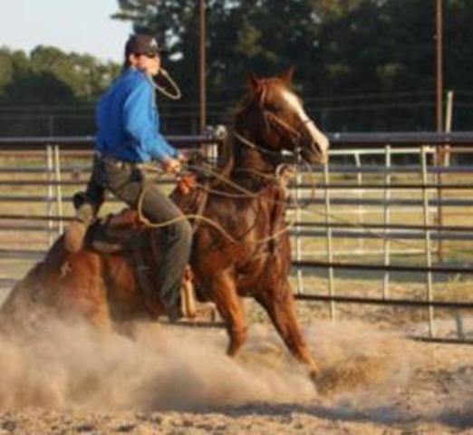 Remains of 5th horse found