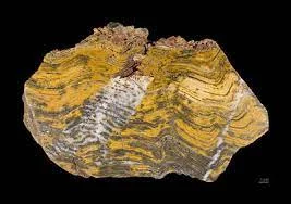 Microorganismos formadores de rocas