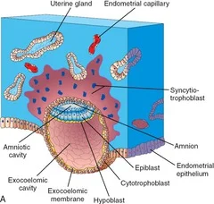 Embryonic Period: Week 2