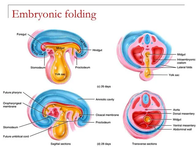 Embryonic Period: Week 4