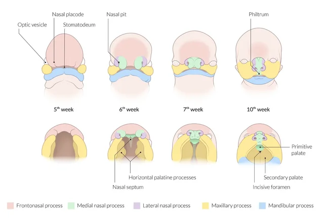 Embryonic Period: Weeks 5-8