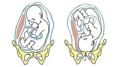 Fetal Period: Weeks 33-36