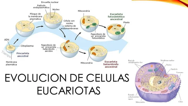 El origen de la célula eucariota