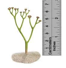 Colonización de la Tierra emergida: las primeras plantas