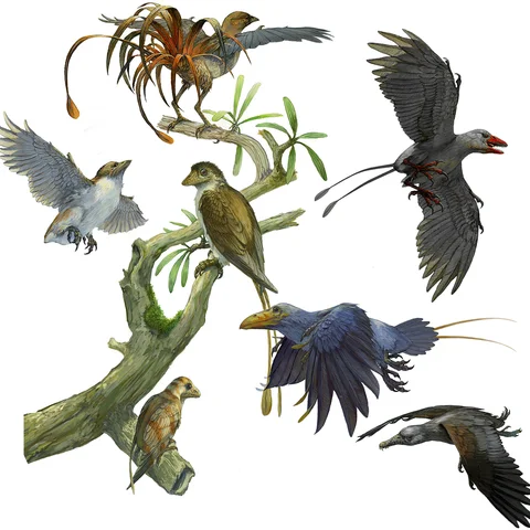Las primeras aves