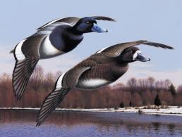Waterfowl