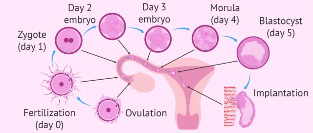 1st Trimester: Preimplantation Period (1st week)