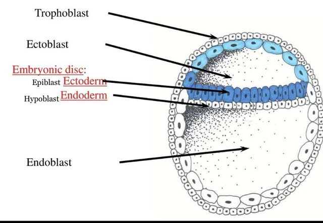 1st Trimester: Embryonic Period (3rd week)