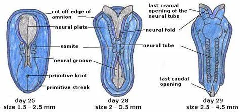 1st Trimester: Embryonic Period (3rd week)