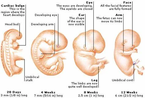 1st Trimester Embryonic Period (Week 5-8)