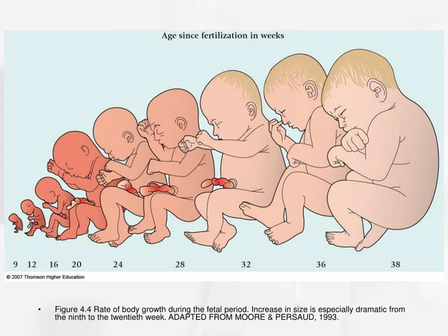 2nd and 3rd Trimester Fetal Period (8th week to 9 months)