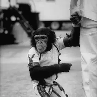 Ham the Chimp